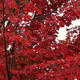 Illustration for article titled Shooting Challenge Fall Leaves Gallery 6